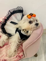 Atenea Bichón review photo