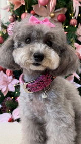Jess/Porscha the Poodle review photo