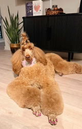 Lacanichesalon review photo