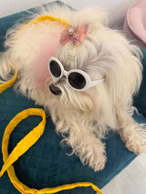Atenea Bichón review photo