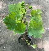 Nitin review photo