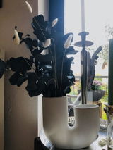 Tine review photo