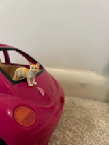 Polina review photo