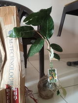 Harman Singh review photo