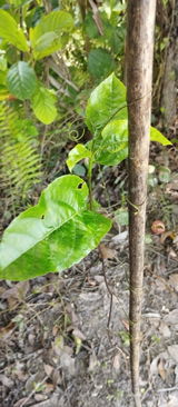 Atish Mandal review photo