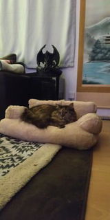 Canapé Chat
