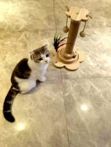 Piliers à Griffer en Bois Massif avec 3 jouets pour Chat