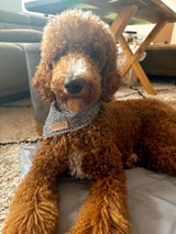 Etsy customer review photo