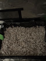 Cindy shroom review photo