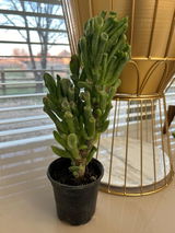 dizzyjw . review photo