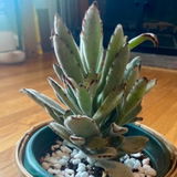 Ing Giola review photo