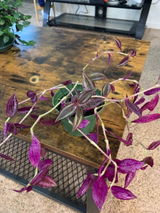 Coyote review photo