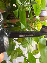 Alfonso D'ambrosi review photo