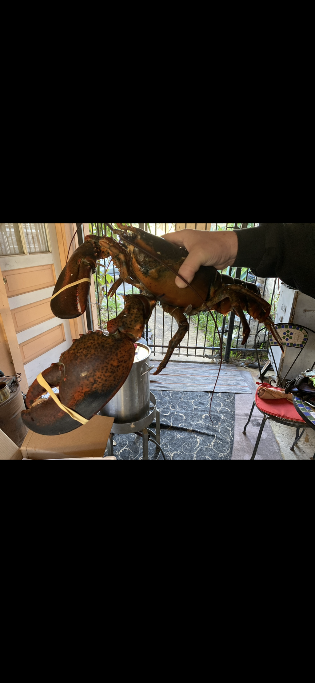 Frozen Lobster Meat
