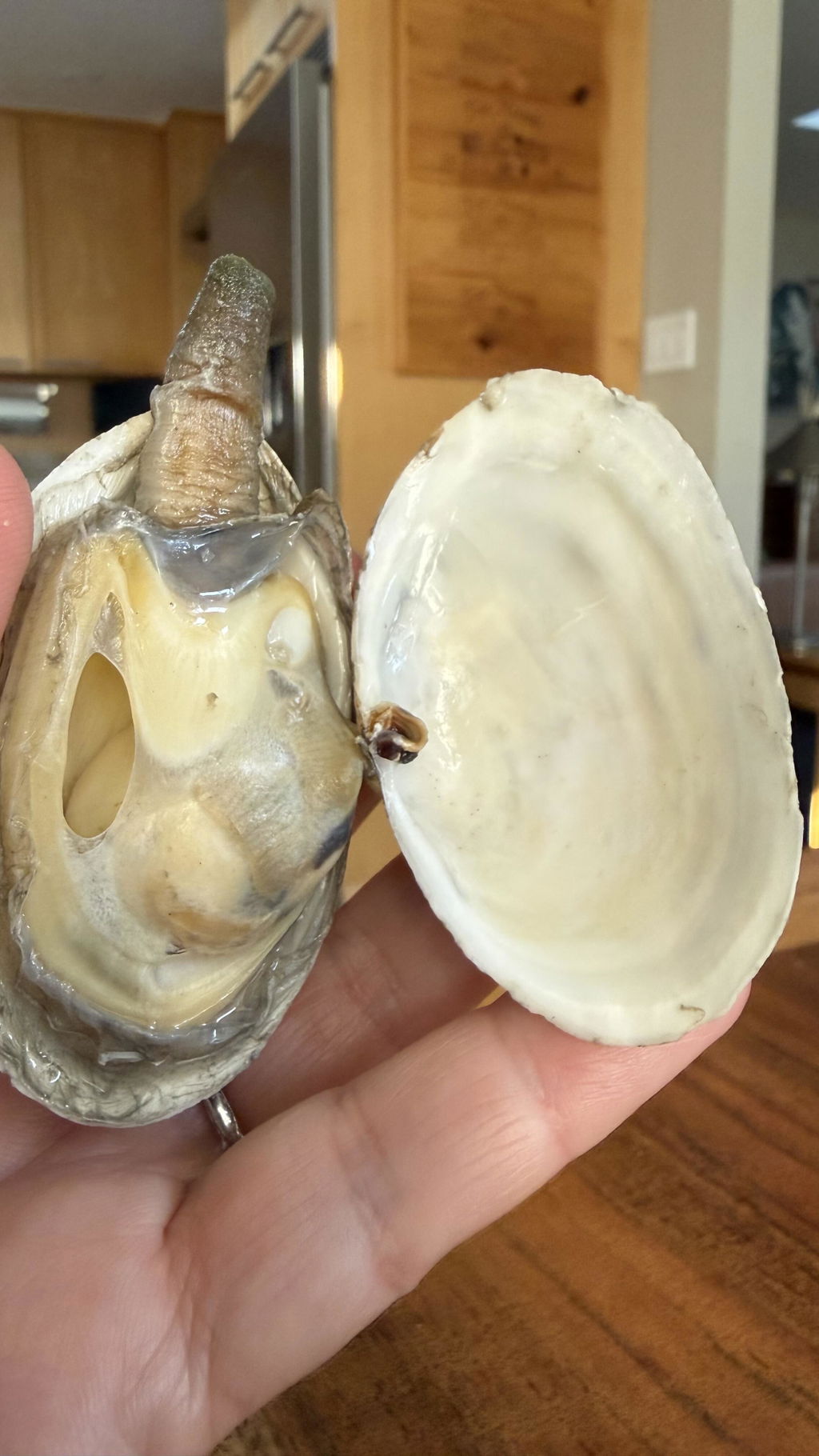 Gulf of Maine Steamer Clams - 1 lb.