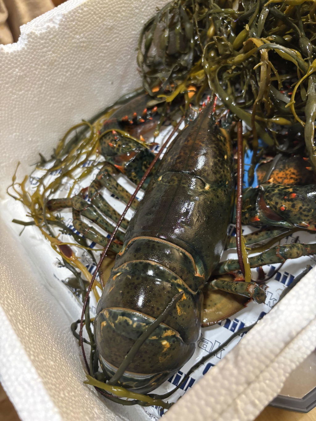 1.5 lb Live Maine Lobster