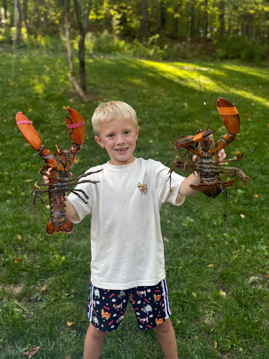 1.5 lb Live Maine Lobster