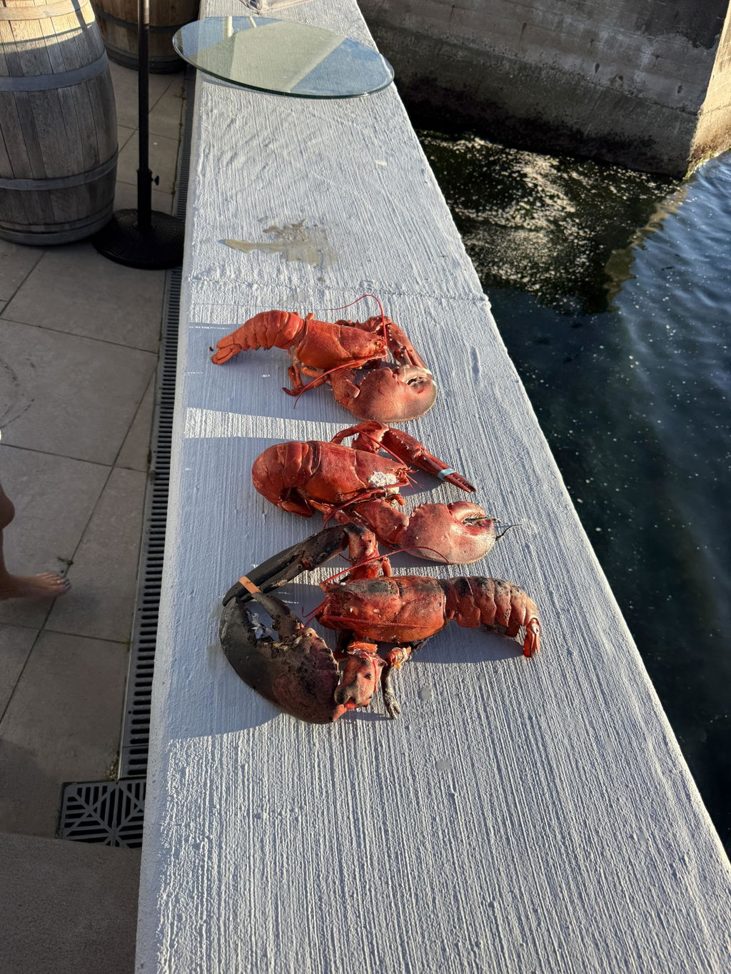 4 lb - 6 lb Live Canadian Lobster