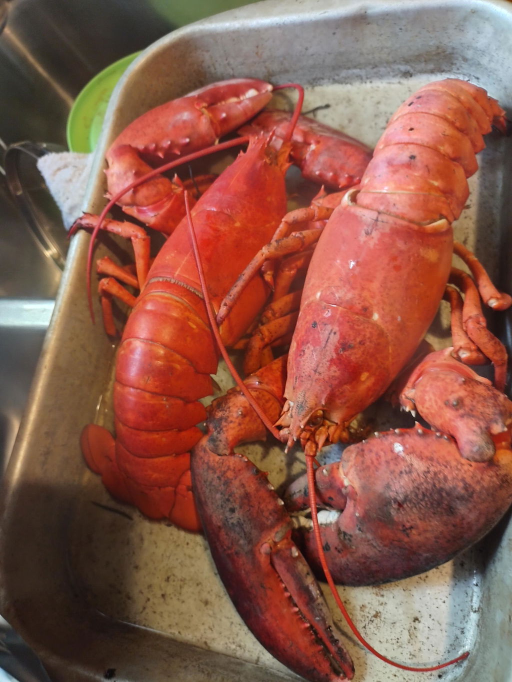 2.5 lb Live Maine Lobster