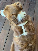 Jenny review photo