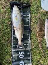 Harry Y. review photo