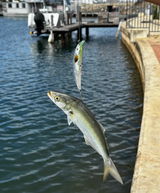 Blaze_fisho10 review photo