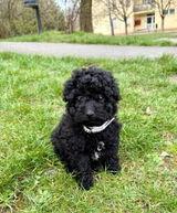 Jozsef L. review photo
