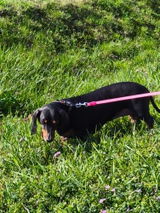Liszi J. review photo