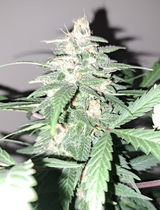 C.R. review photo