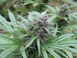 G. review photo