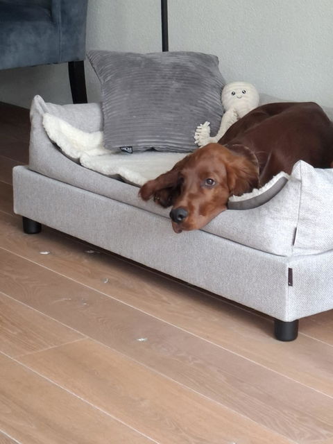 Extra grote hondenbedden