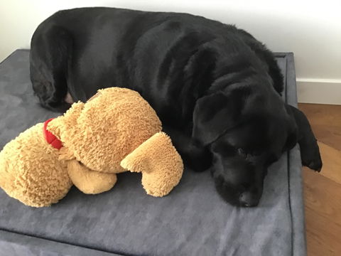 Extra grote hondenbedden