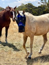 Cheryl Dods review photo