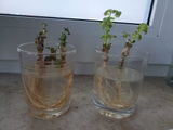 Desiree S. review photo