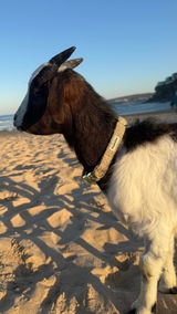 Billy The City Goat review photo
