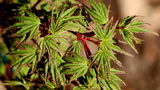 John Altyn review photo