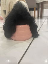 Missparisthecavalier review photo