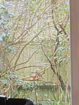 michael strevens review photo