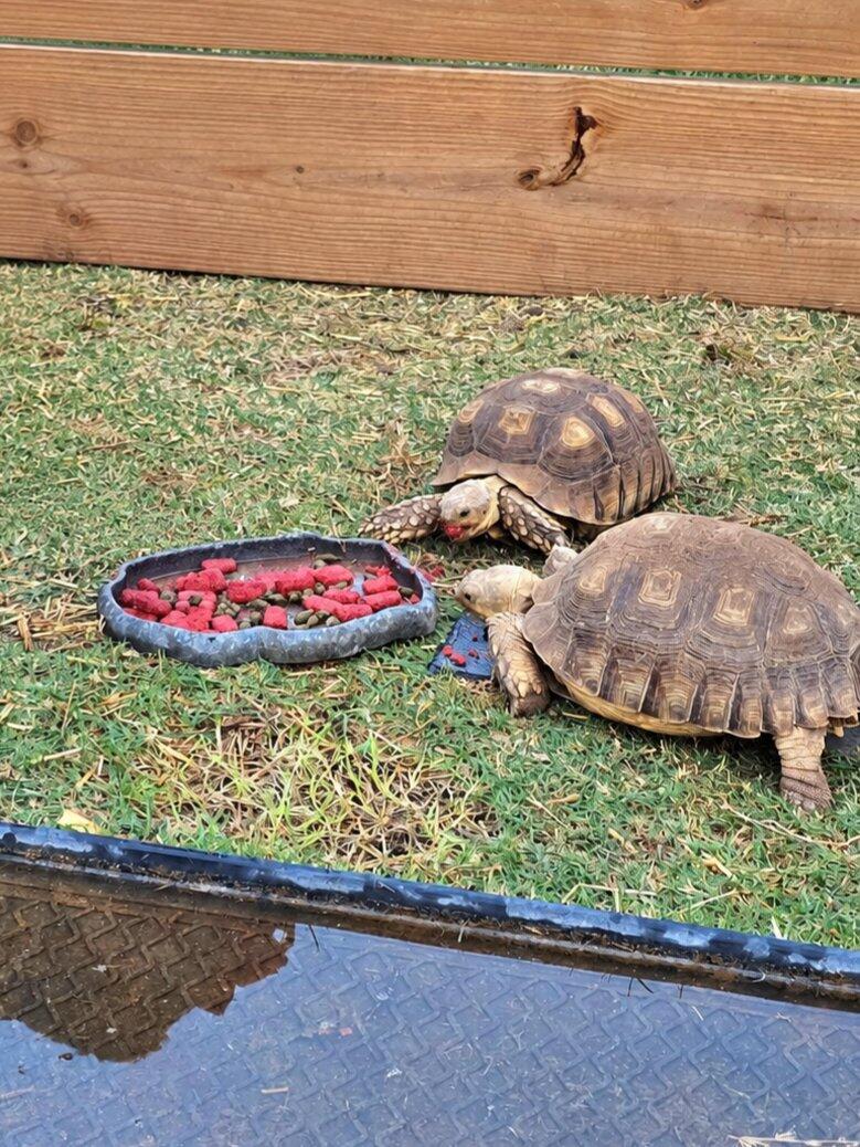 Mozaic Tortoise Food - Premium Large Pellet - Bulk Size - 20 lb