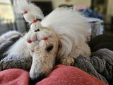 Standard Poodles of Forest Lakes review photo