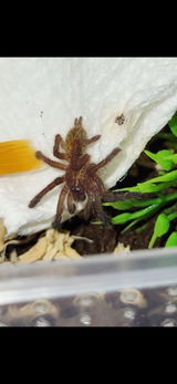 DeeAnna / Ambasspooders review photo