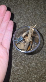 Erin Wiles review photo