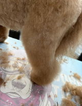 Beth the Groomer review photo