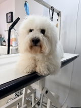 Susan Brayson - Scruffs no more, Grooming for Dogs review photo