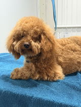 Susan Brayson - Scruffs no more, Grooming for Dogs review photo