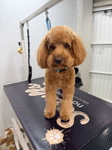 Susan Brayson - Scruffs no more, Grooming for Dogs review photo