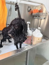 Susan Brayson - Scruffs no more, Grooming for Dogs review photo