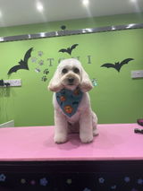 toni n paws review photo