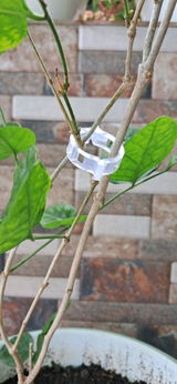 Hardik review photo