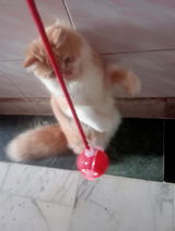 Yash review photo